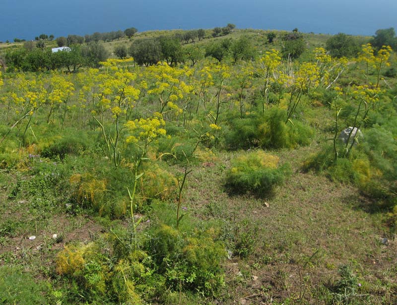 Molopospermum peloponnesiacum